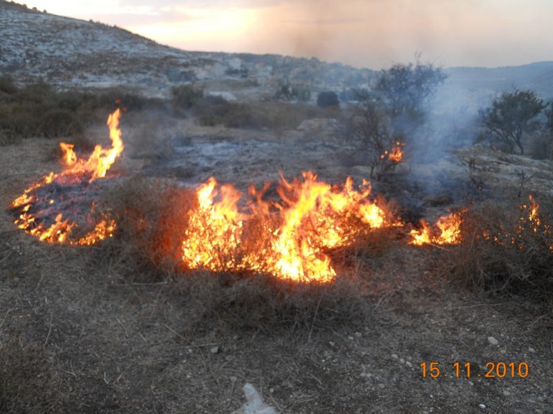 קרדיט: ארכיון הצילומים של קק"ל